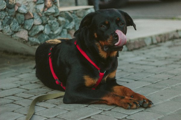 What Are the Best Practices for Training a Dog to Stop Jumping on Guests?