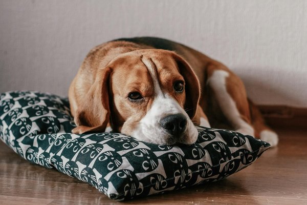 What Are the Best Tips for Training a Dog to Walk Without Pulling on the Leash?