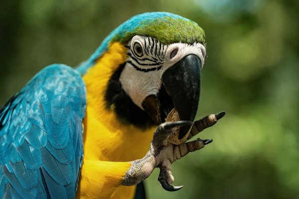 How to Safely Introduce a New Bird to an Existing Flock?